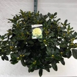 Rhododendron (Rhododendron 'Horizon Monarch') -Garden Plants Series Store rho. horizon monarch c40