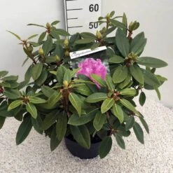 Rhododendron (Rhododendron 'Kokardia') -Garden Plants Series Store rho. kokardia c10 50 cm