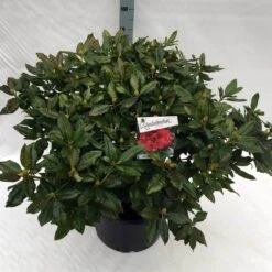 Rhododendron (Rhododendron 'Lord Roberts') -Garden Plants Series Store rho. lord roberts c40