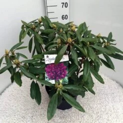 Rhododendron (Rhododendron 'Marcel Menard') -Garden Plants Series Store rho. marcel menard c10 50 cm 2