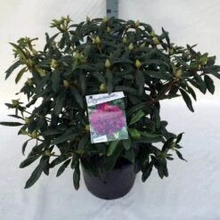 Rhododendron (Rhododendron 'Marcel Menard') -Garden Plants Series Store rho. marcel menard c30 2
