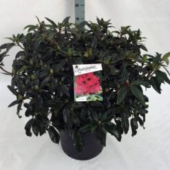 Rhododendron (Rhododendron 'Marie Forte') -Garden Plants Series Store rho. marie forte c30
