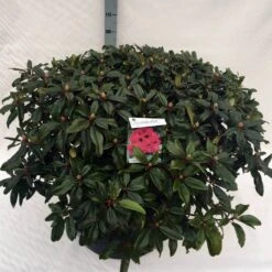 Rhododendron (Rhododendron 'Marie Forte') -Garden Plants Series Store rho. marie forte c80
