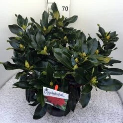 Rhododendron (Rhododendron 'Markeeta's Prize') -Garden Plants Series Store rho. markeeta s prize c20 1