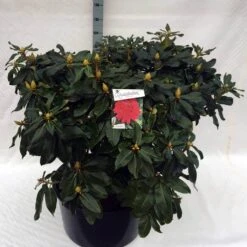 Rhododendron (Rhododendron 'Markeeta's Prize') -Garden Plants Series Store rho. markeeta s prize c80