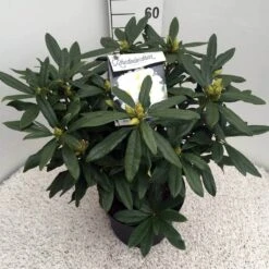 Rhododendron (Rhododendron 'Madame Masson') -Garden Plants Series Store rho. mme masson c10 50 cm