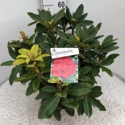 Rhododendron (Rhododendron 'Red Jack') -Garden Plants Series Store rho. red jack c10 50 cm