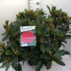 Rhododendron (Rhododendron 'Red Jack') -Garden Plants Series Store rho. red jack c20 1