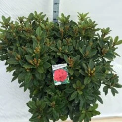 Rhododendron (Rhododendron 'Red Jack') -Garden Plants Series Store rho. red jack c40