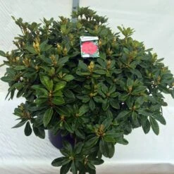 Rhododendron (Rhododendron 'Red Jack') -Garden Plants Series Store rho. red jack c80 1