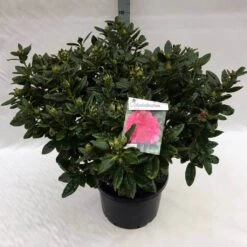 Rhododendron (Rhododendron 'Rocket') -Garden Plants Series Store rho. rocket c40