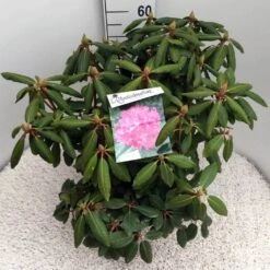Rhododendron (Rhododendron 'Roseum Elegans') -Garden Plants Series Store rho. roseum elegans c10 50 cm 1