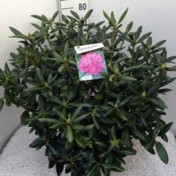 Rhododendron (Rhododendron 'Roseum Elegans') -Garden Plants Series Store rho. roseum elegans c20