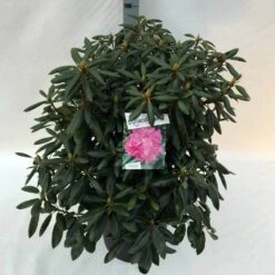 Rhododendron (Rhododendron 'Roseum Elegans') -Garden Plants Series Store rho. roseum elegans c30 1