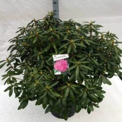 Rhododendron (Rhododendron 'Roseum Elegans') -Garden Plants Series Store rho. roseum elegans c40 1