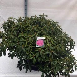 Rhododendron (Rhododendron 'Roseum Elegans') -Garden Plants Series Store rho. roseum elegans c80