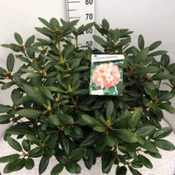 Rhododendron (Rhododendron 'Virginia Richards') -Garden Plants Series Store rho. virg. richards c20