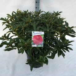 Rhododendron (Rhododendron 'Wilgen's Ruby') -Garden Plants Series Store rho. wilgen s ruby c30 1