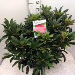 Rhododendron (Rhododendron 'Wilgen's Ruby') -Garden Plants Series Store rho. wilgens ruby c20