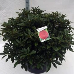 Rhododendron (Rhododendron 'Wilgen's Ruby') -Garden Plants Series Store rho. wilgens ruby c80 1