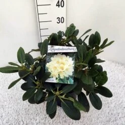 Rhododendron (Rhododendron 'Flava') -Garden Plants Series Store rho. y flava c5