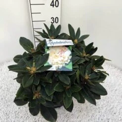 Dwergrhododendron (Rhododendron 'Golden Torch') -Garden Plants Series Store rho. y golden torch c5 1