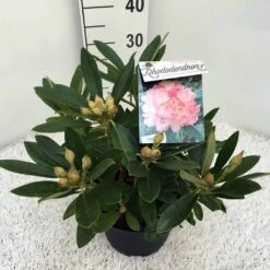 Rhododendron (Rhododendron 'Percy Wiseman') -Garden Plants Series Store rho. y percy wiseman c5 1