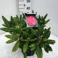 Dwergrhododendron (Rhododendron 'Sweet Sue') -Garden Plants Series Store rho. y sweet sue c5