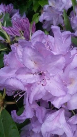 Rhododendron (Rhododendron Catawbiense 'Boursault') -Garden Plants Series Store rhodo boursault