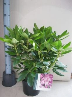 Rhododendron (Rhododendron Catawbiense 'Boursault') -Garden Plants Series Store rhododendron boursault c5 aug