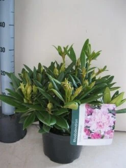 Dwergrhododendron (Rhododendron 'Caroline Allbrook') -Garden Plants Series Store rhododendron caroline allbrook c5 aug