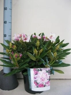 Dwergrhododendron (Rhododendron 'Caroline Allbrook') -Garden Plants Series Store rhododendron caroline allbrook c5 sept