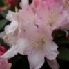 Dwergrhododendron (Rhododendron 'Dreamland') -Garden Plants Series Store rhododendron dreamland 2 1