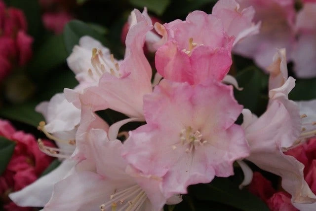 Dwergrhododendron (Rhododendron 'Dreamland') 7 Dwergrhododendron (Rhododendron 'Dreamland') - Image 5