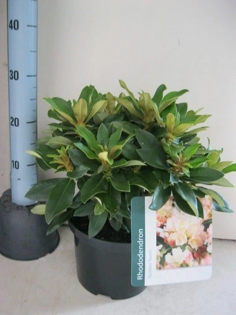 Dwergrhododendron (Rhododendron 'Golden Torch') 5 Dwergrhododendron (Rhododendron 'Golden Torch') - Image 3