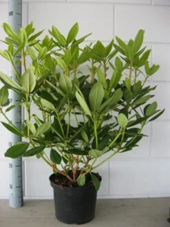 Rhododendron (Rhododendron Catawbiense 'Grandiflorum') -Garden Plants Series Store rhododendron grandiflorum 50 60 1
