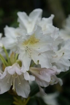 Garden Plants Series Store -Garden Plants Series Store rhododendron madame masson