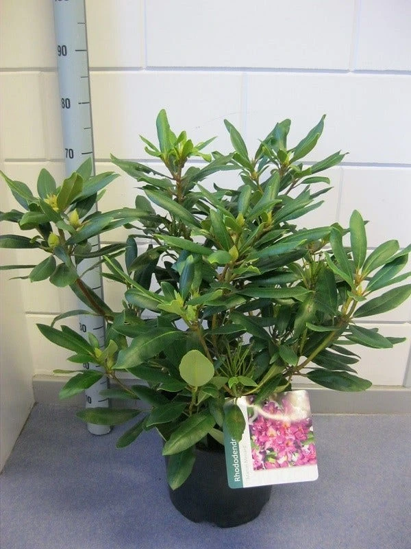 Rhododendron (Rhododendron 'Marcel Menard') 4 Rhododendron (Rhododendron 'Marcel Menard') - Image 2