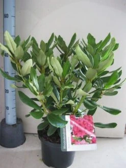 Rhododendron (Rhododendron 'Nova Zembla') -Garden Plants Series Store rhododendron nova zembla c5 aug