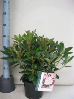 Rhododendron (Rhododendron 'Percy Wiseman') -Garden Plants Series Store rhododendron percy wiceman c5 aug 1