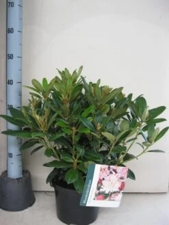 Rhododendron (Rhododendron 'Percy Wiseman') -Garden Plants Series Store rhododendron percy wiceman c5 aug 1 1
