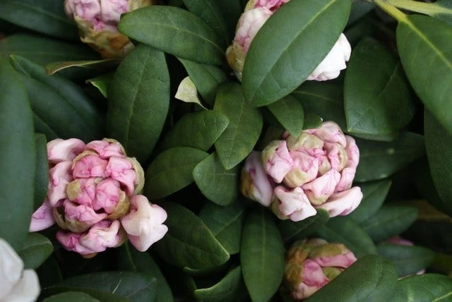 Dwergrhododendron (Rhododendron 'Porzellan') 4 Dwergrhododendron (Rhododendron 'Porzellan') - Image 2