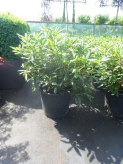 Rhododendron (Rhododendron 'Roseum Elegans') -Garden Plants Series Store rhododendron roseum elegans 60 80 cont