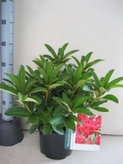 Rhododendron (Rhododendron 'Wilgen's Ruby') -Garden Plants Series Store rhododendron wilgens ruby c5 aug 1
