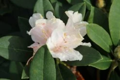 Dwergrhododendron (Rhododendron 'Golden Torch') -Garden Plants Series Store rhododendron y. golden torch 3 1