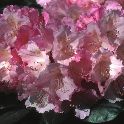 Dwergrhododendron (Rhododendron 'Polaris') 4 Dwergrhododendron (Rhododendron 'Polaris') - Image 2