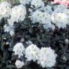 Dwergrhododendron (Rhododendron 'Porzellan') -Garden Plants Series Store rhporzel 2 2