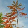 Fluweelboom (Rhus Typhina) -Garden Plants Series Store rhus typhina 3