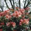 Rhododendron (Rhododendron 'Virginia Richards') -Garden Plants Series Store rhvricha 2