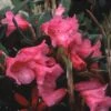 Rhododendron (Rhododendron 'Winsome') -Garden Plants Series Store rhwinsom 2